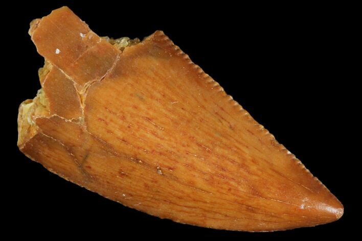 Serrated, Raptor Tooth - Real Dinosaur Tooth #102714